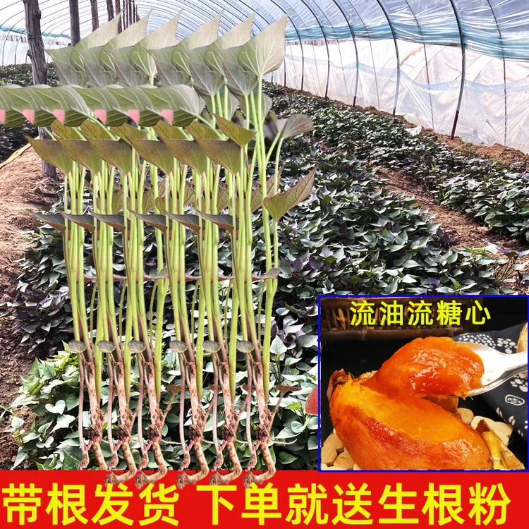 地瓜苗蜜薯25号苗红薯苗蜜薯苗脱毒苗种西瓜红苗番薯苗烤蜜薯专用