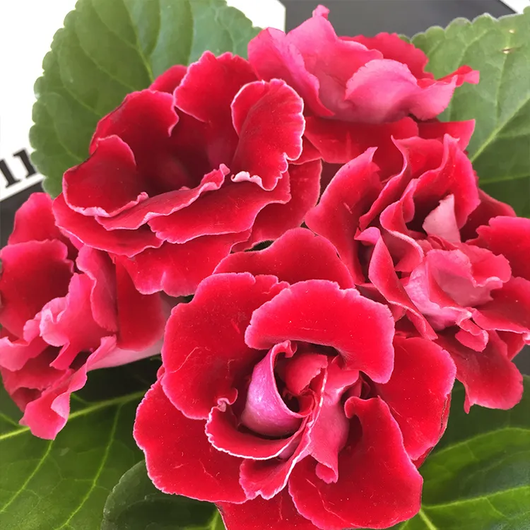 （一棵包邮）植株大岩桐重瓣大花带花苞室内阳台大岩桐客厅盆栽植物