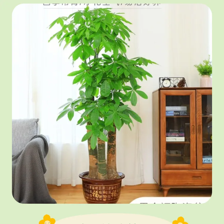 发财树客厅1.7米三杆步步高大盆栽开业送礼招财转运室内绿植大棵