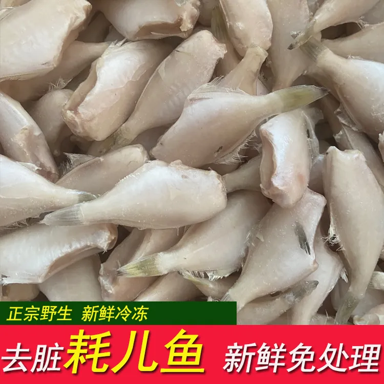 耗儿鱼新鲜马面鱼大号商用火锅中大马面鱼扒皮剥皮鱼新鲜海鱼