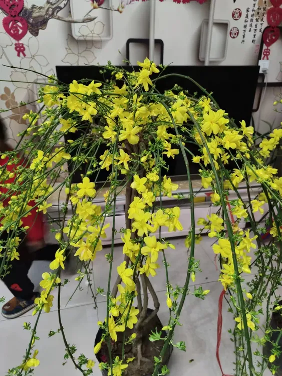【陈先森花卉】客厅复合肥花卉修剪阳台庭院开花施肥基地金色养护