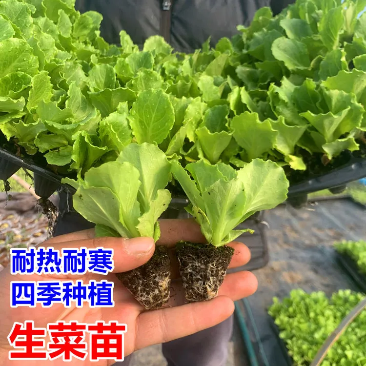 生菜苗带土秧苗奶油生菜意大利生菜苗玻璃叶四季蔬菜苗