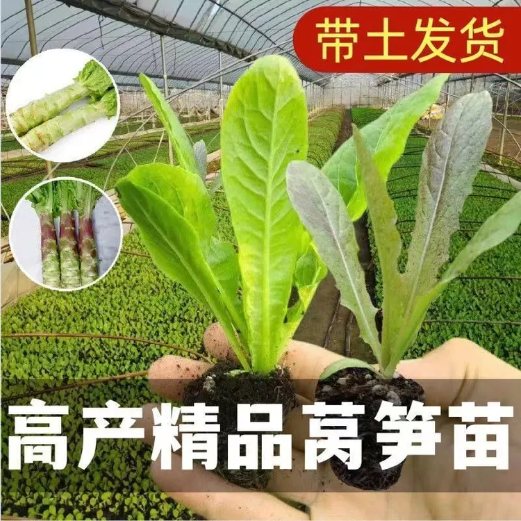 蔬菜苗窝笋苗莴笋秧苗莴苣秧苗幼苗秋冬季菜苗莴笋苗