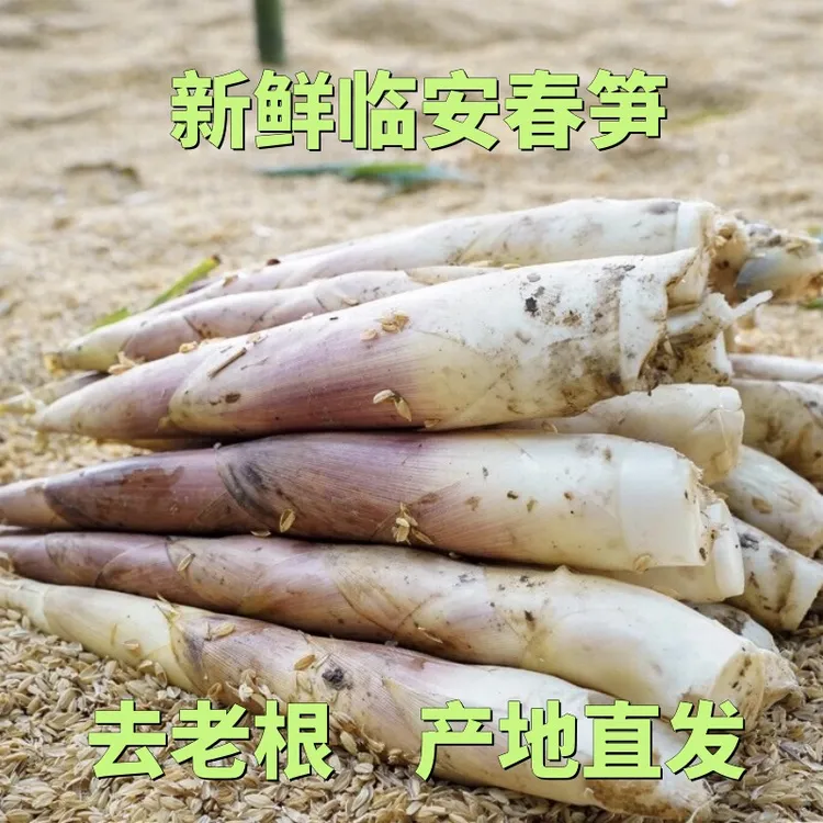 正宗临安新鲜春笋现挖竹笋天目雷笋出肉高甜味去老根大号鲜嫩饱满