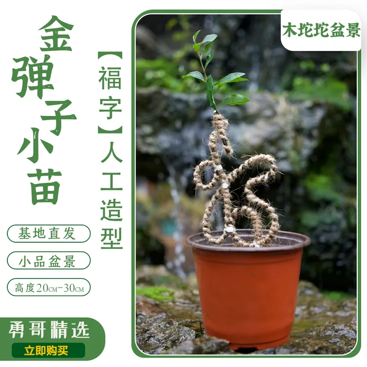 勇哥定制【福】字造型 金弹子小品盆景 茶台 办公室 绿植装饰带盆