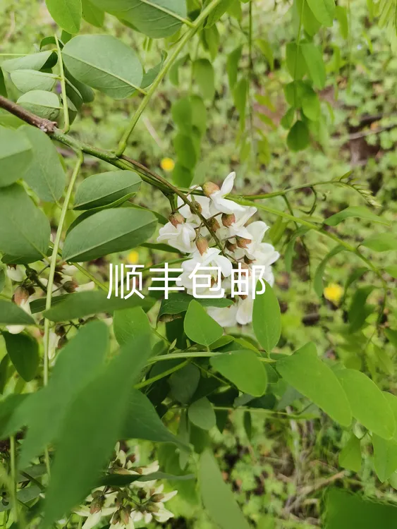 伏牛七峰山洋槐花2斤3斤发货