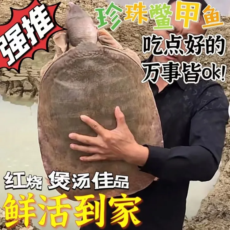 热卖龟鳖类活体甲鱼鲜活鲜活大甲鱼包活到家