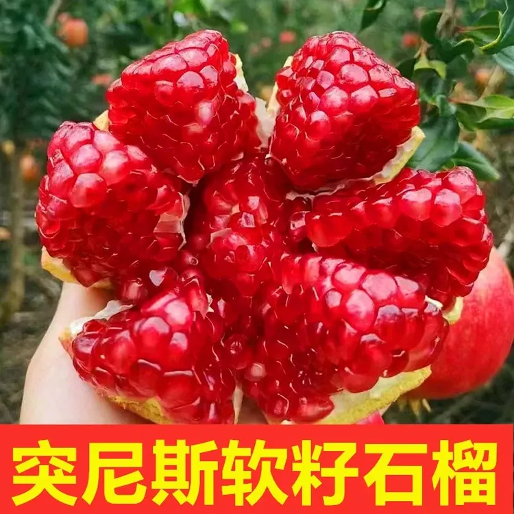  四川会理突尼斯软籽石榴应季新鲜水果果园现摘脆甜多汁-产地直发