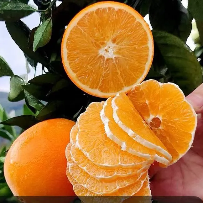 正宗江西赣南脐橙新鲜采摘产地直发汁水饱满鲜甜多汁