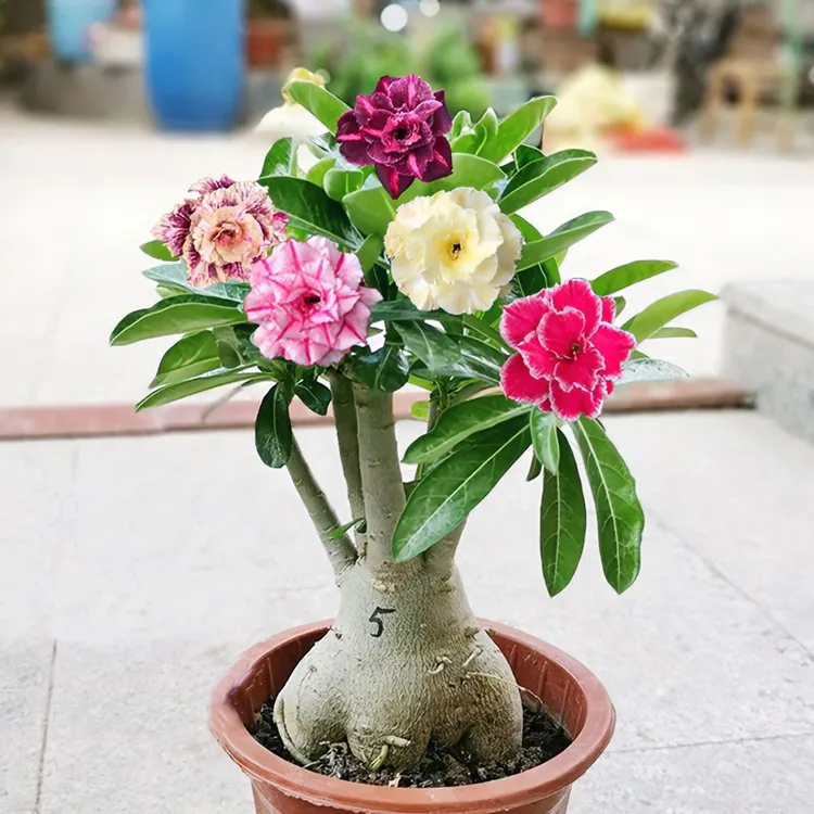 沙漠玫瑰嫁接重瓣原生单重瓣一物一拍基地直发阳台庭院养种植包邮