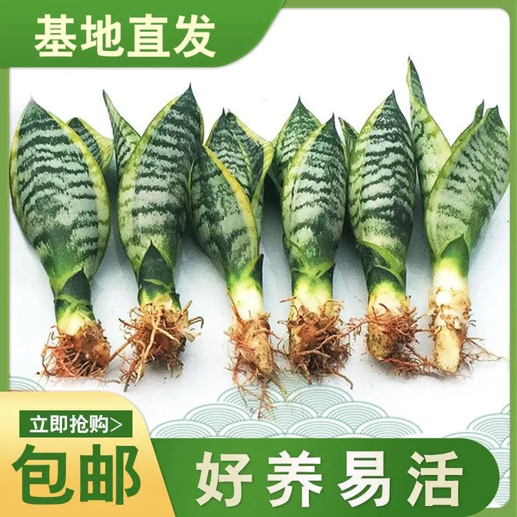 【新客福利】金边虎皮兰盆栽绿植室内大盆景植物鲜活脆嫩基地发货