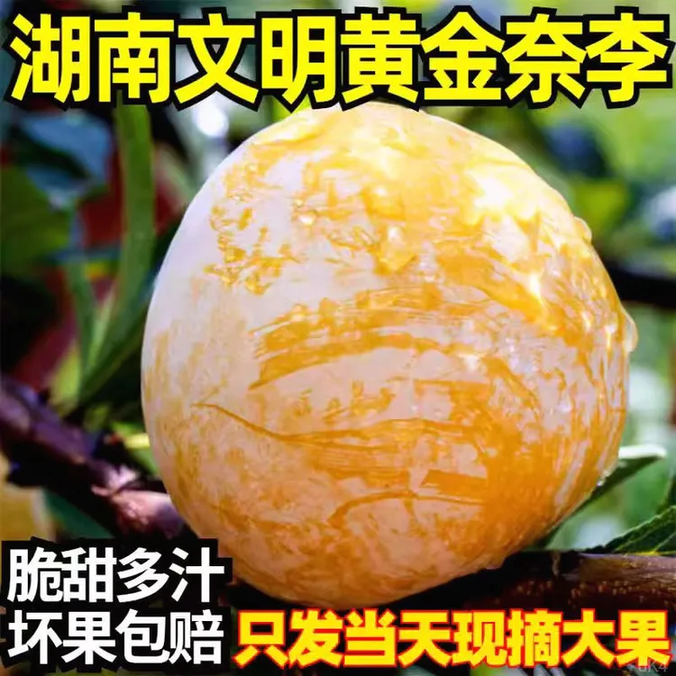 湖南特产文明水果黄金奈李5-10斤装果园现摘脆甜精选礼盒装李子佳
