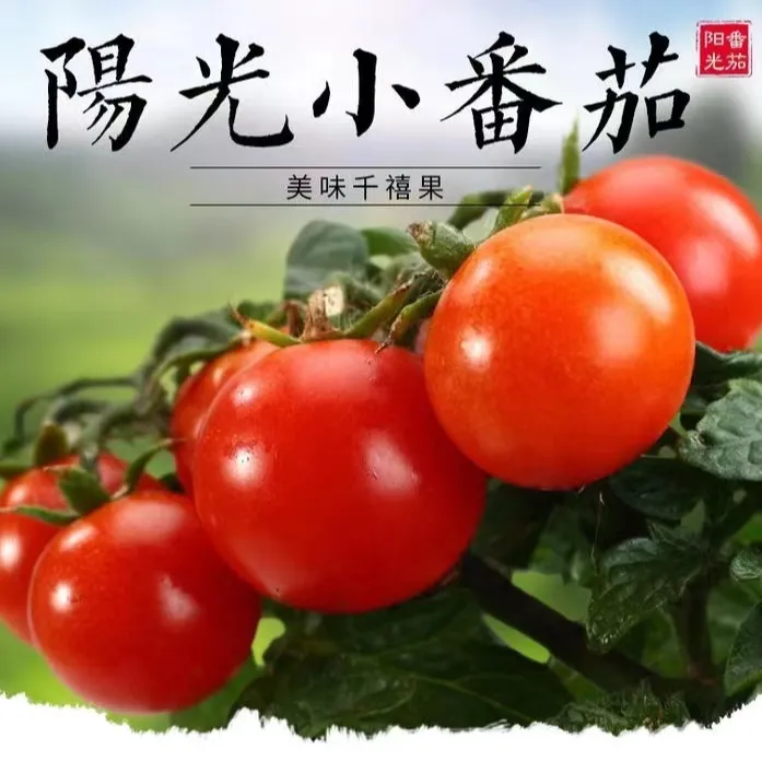 【严选】四川攀枝花露天圣女果千禧小番茄可口爆汁现摘现发好吃