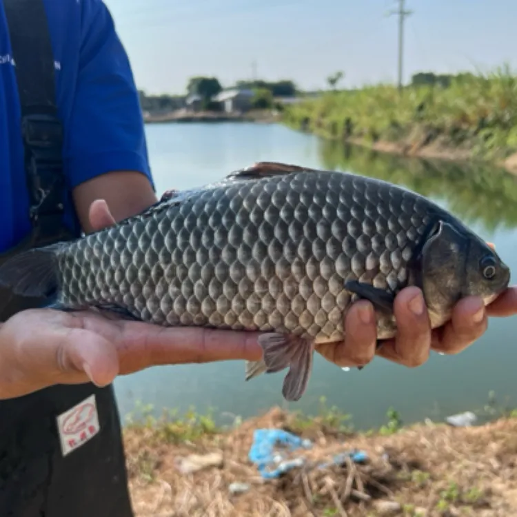 三号五号澎泽淡水鱼观赏广温商品图