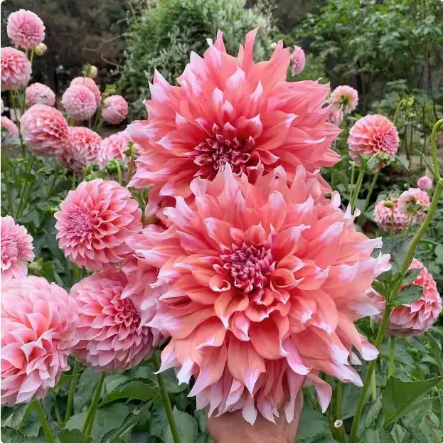 小坨  进口大丽花种球  当年开花