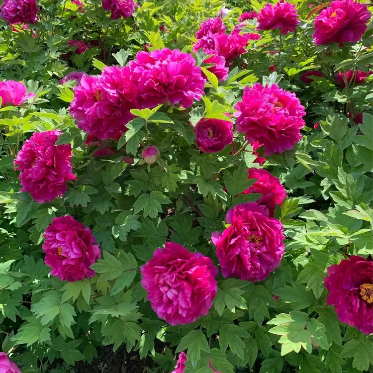 牡丹花苗盆栽正宗洛阳带花苞牡丹花种大苗缠枝重瓣花卉牡丹花树苗