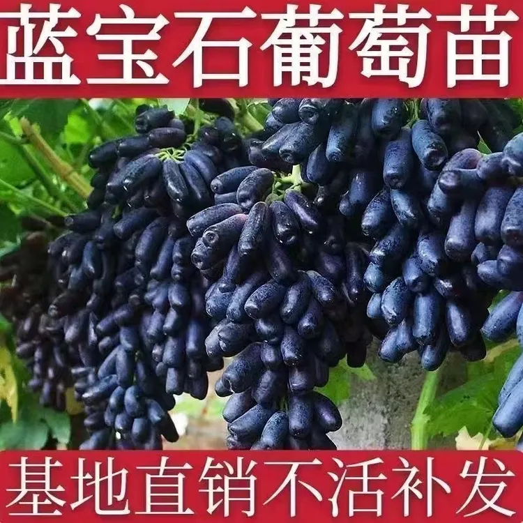 新品种葡萄苗当年结果蓝宝石阳光玫瑰盆栽地栽抗寒耐寒南方北方