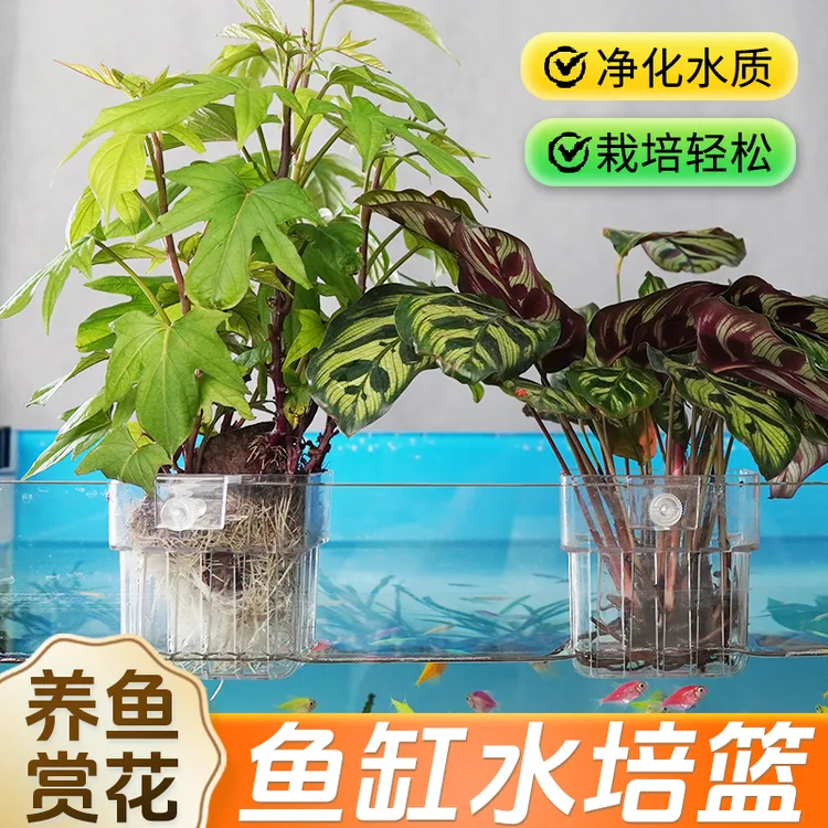 【装在鱼缸里的大自然】水培植物篮水草种植鱼缸造景装饰旋钮壁挂XL
