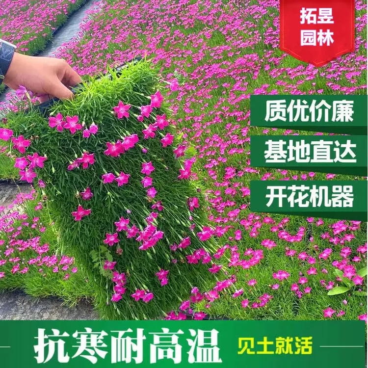 欧石竹穴盘苗四季开花庭院绿化紫花小苗春季苗混色花园图片石竹花