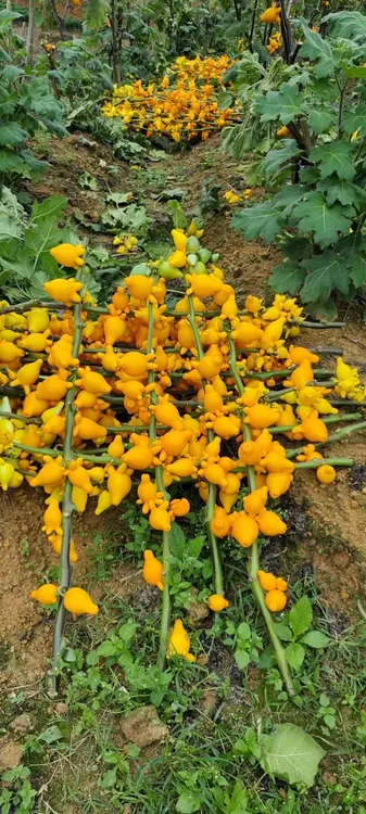 五代同堂黄金果盆栽室内插花长寿福禄果牛头乳茄果五指茄年宵花卉