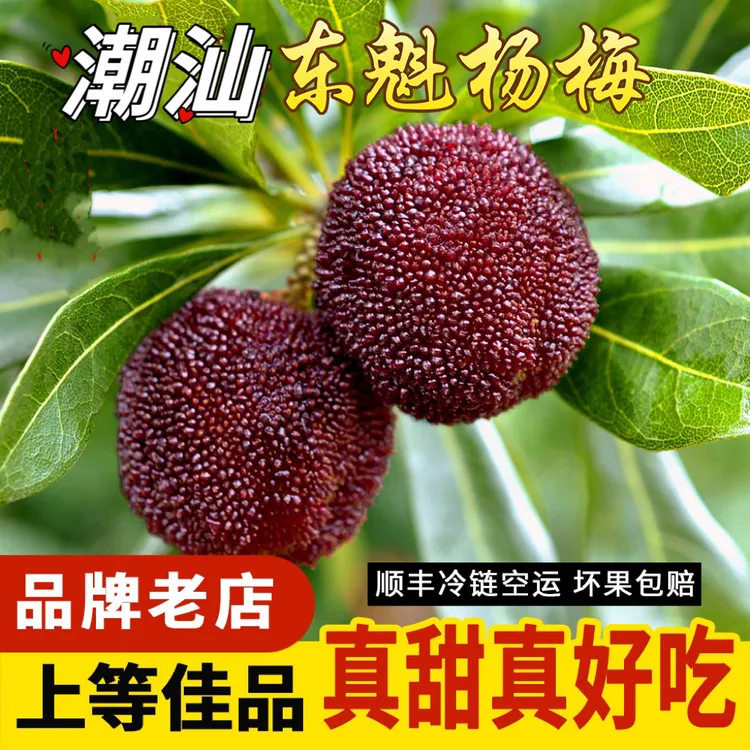 【超甜】潮汕杨梅新鲜现摘现发水果当季整箱荸荠杨梅杨梅鲜果
