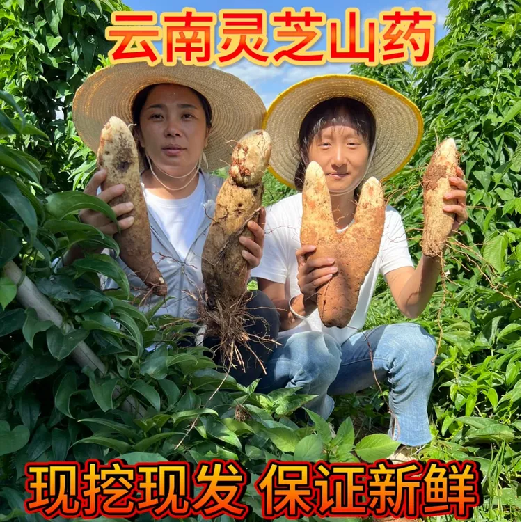 云南老品种正宗灵芝山药粉面软糯现挖现发快递包邮非铁棍怀山药商品图
