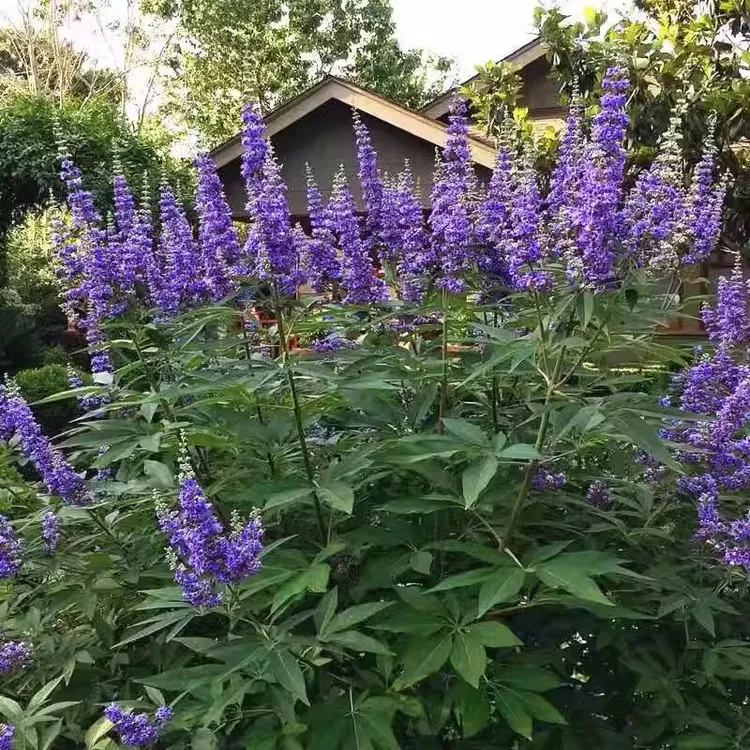 穗花牡荆盆栽大苗多年生木本植物庭院花坛耐寒耐热花卉