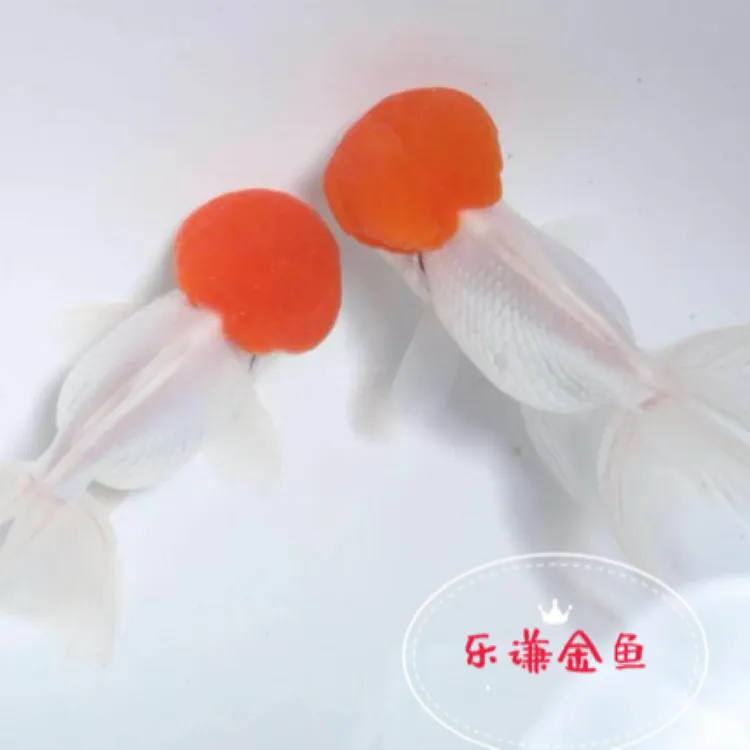 【国粹金鱼】鹤顶红鸿运当头好养耐活冷水活体发货包邮包开箱活