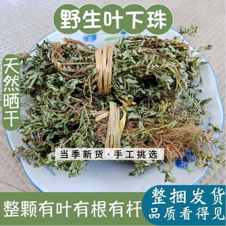 野生日晒叶下珠新货天然无硫250g500g珍珠草龙珠草鱼鳞草夜合草