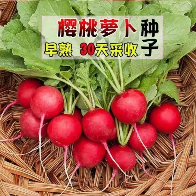 樱桃萝卜种子四季播 小水果萝卜种子 小红萝卜种子 口感脆甜好吃