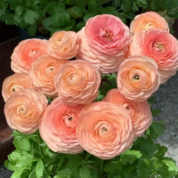 进口花毛茛种球重瓣洋牡丹花苗室内室外四季开花花卉盆栽种子根块