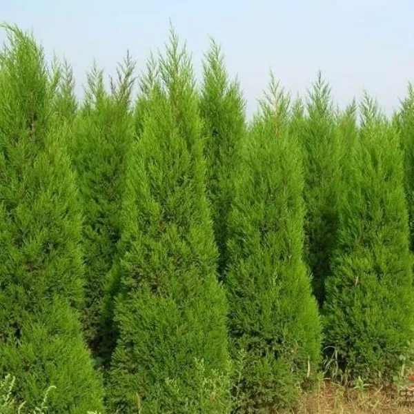 墓前塔柏松柏树苗塔柏坟头蜀桧墓地松扫墓清明松侧柏松柏树苗龙柏