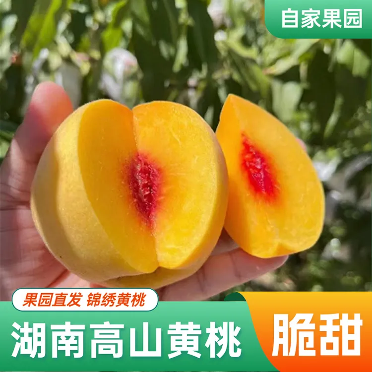 【又脆又甜】湖南怀化桃源高山黄桃 现摘现发产地 非炎陵红心黄桃子