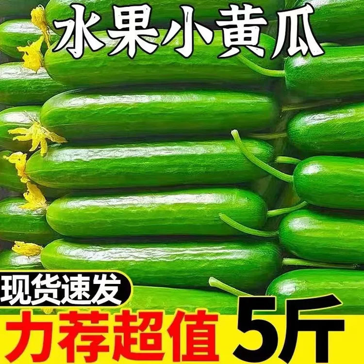 超低价水果黄瓜生吃小黄瓜现摘包邮小青瓜新鲜水果批发