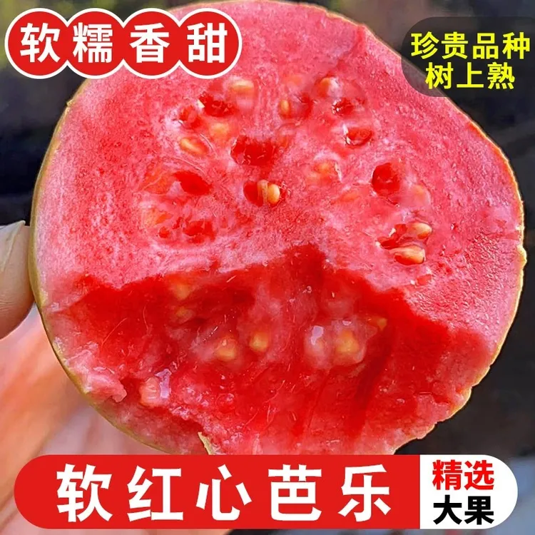 福建红心草莓冰淇淋芭乐软糯香甜新鲜水果胭脂红番石榴整箱包邮