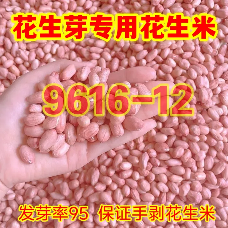 花育9616花生芽专用花生米新货手剥花生米发芽专用花生米