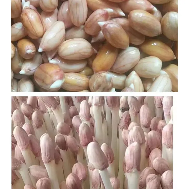 花生芽专用花生米花育9616纯手剥发芽专用花生米新货发芽高颗粒饱
