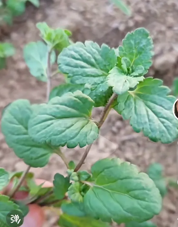 小麦田加强版黑麦牛繁缕婆婆纳专用叶面肥