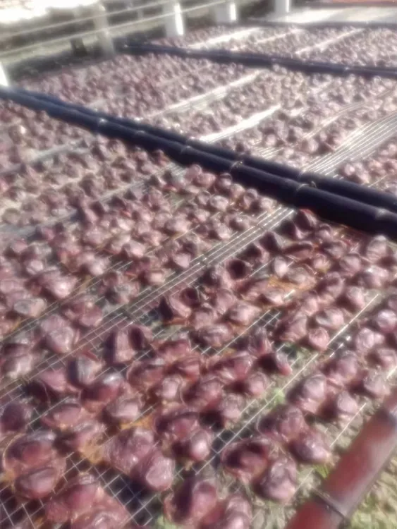 正宗白沙油鸭腊味干鸭肾腊鸭肾农家自制鸭肫陈肾淡晒500g 包邮