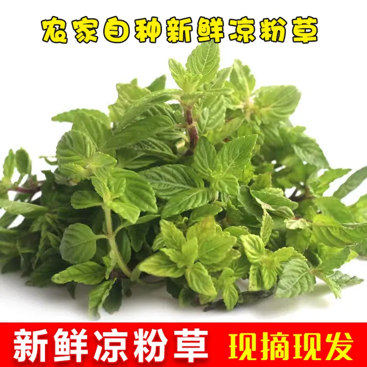 【限发广东圆通包邮】现摘现发新鲜绿凉粉草烧仙草1/2/3/9斤