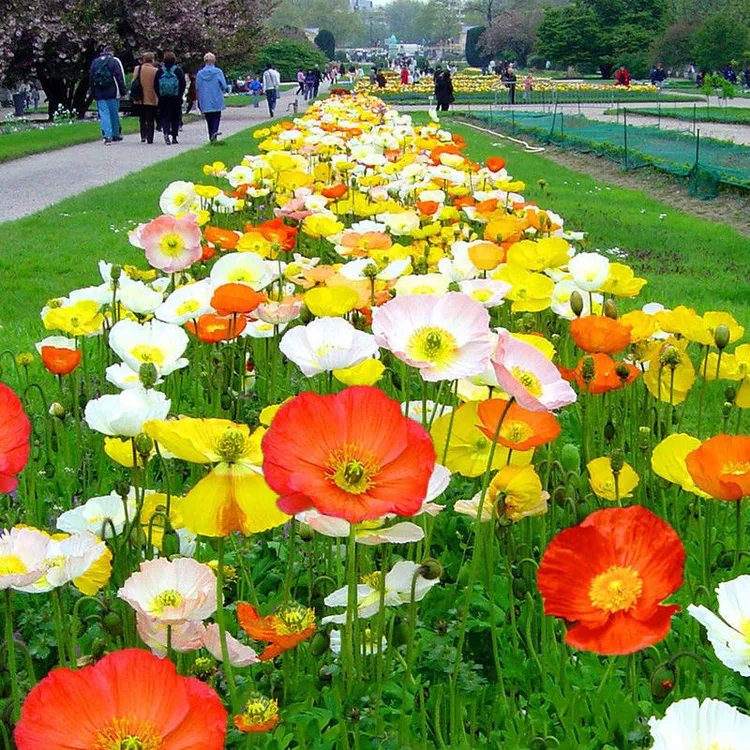 冰岛【虞美人种子】四季开花不断室内阳台庭院盆栽七色虞美人籽