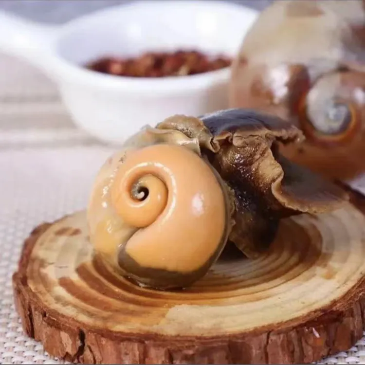 鲜活海捕猫眼螺 6-10个左右/斤  鲜活发货包鲜不包活