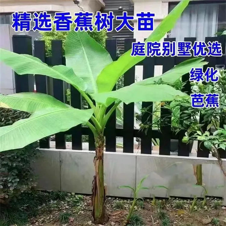 芭蕉树苗地栽盆栽绿植香蕉苗粉蕉庭院芭蕉树耐寒观赏北方室外好养