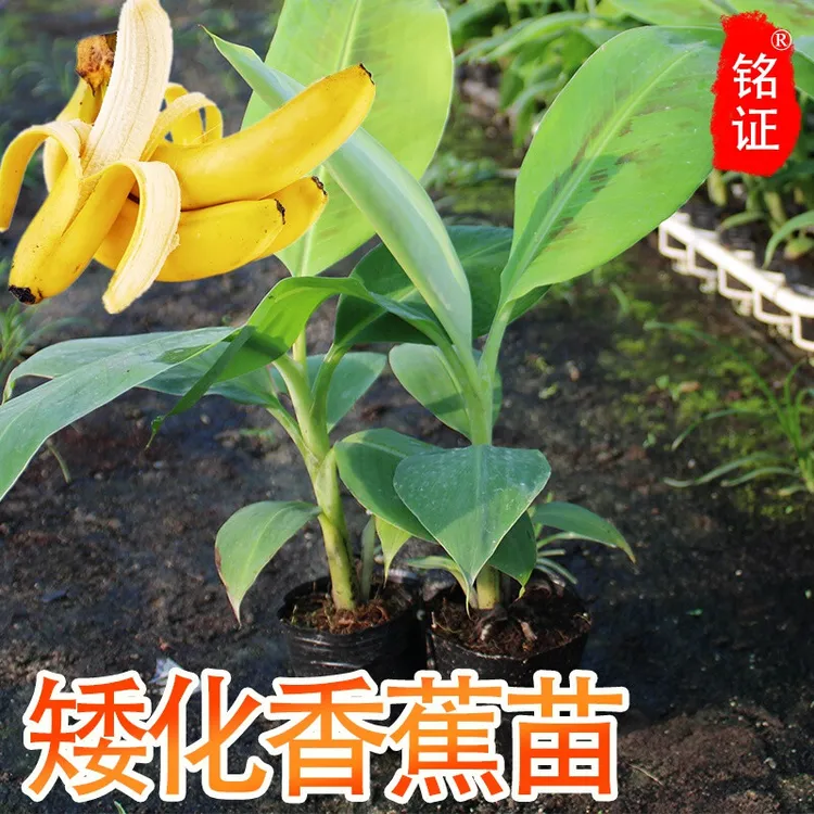 矮化香蕉树苗粉蕉苗当年结果中蕉9号皇帝蕉苗南方小米蕉苗红香蕉
