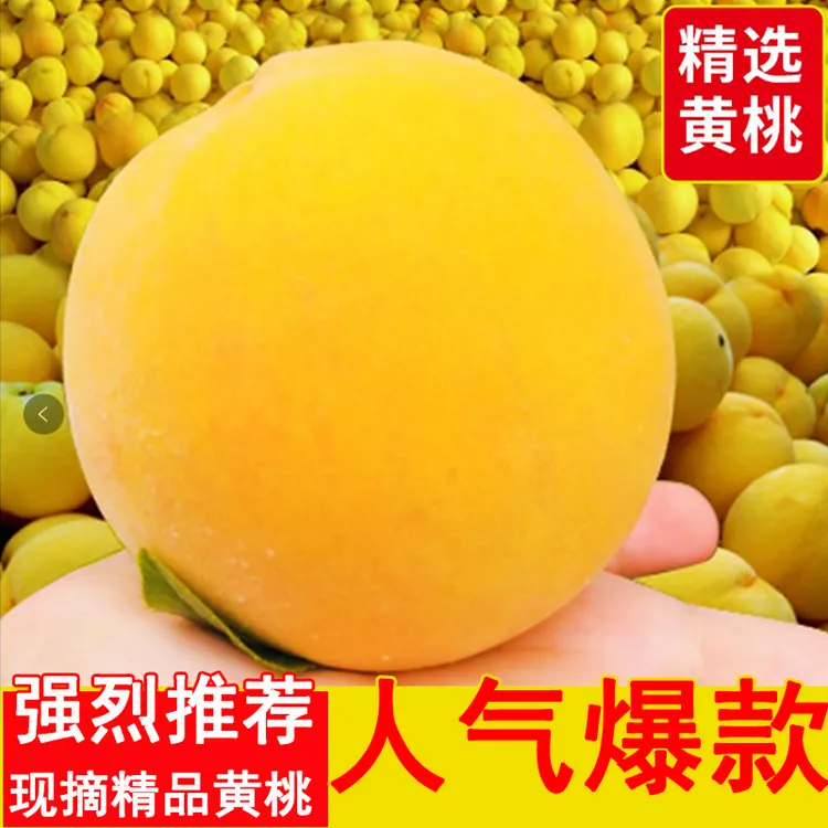 【顺丰包邮】黄桃精品黄皮甜桃水蜜桃甜桃当季孕妇水果新鲜毛桃