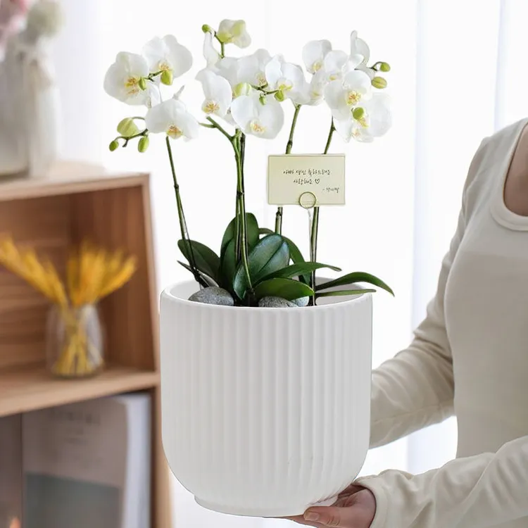 新款花盆陶瓷亚光竖纹北欧风格简约白色花盆小号带托盘桌面绿植盆