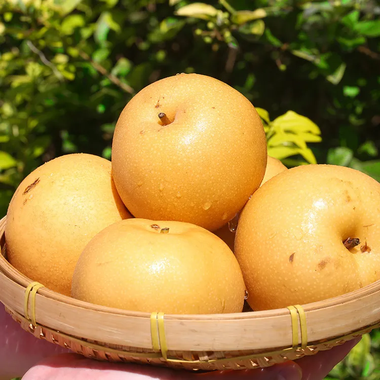 【京东快递】烟台核心产区 山东烟台秋月梨4.5斤装脆甜多汁细腻无渣