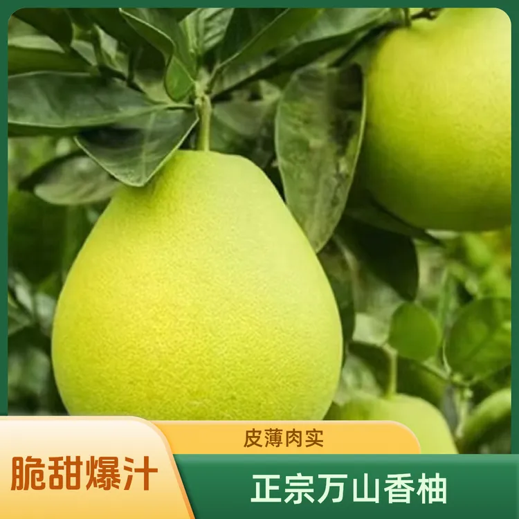 万山香柚铜仁万山柚冰糖柚蜜柚雪峰柚脆甜爆汁皮薄新鲜现摘包邮