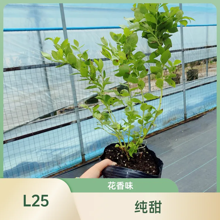 【L25钵苗】纯正组培苗 原杯原土 基地直发