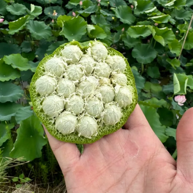 太空莲36号 嫩莲蓬3斤 约21个左右 饱满率做不到100%